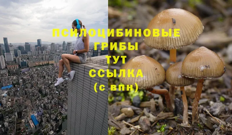 Псилоцибиновые грибы Psilocybe  Георгиевск 